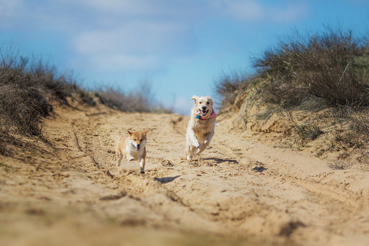 5 Signs Your Pet Is Overheating – And How to Cool Them Down Fast