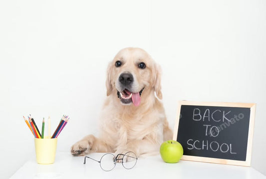Back to School Blues: Helping Your Pet Adjust to New Routines