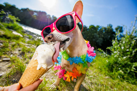 The TikTok Trend Taking Over: Frozen Treats for Pets
