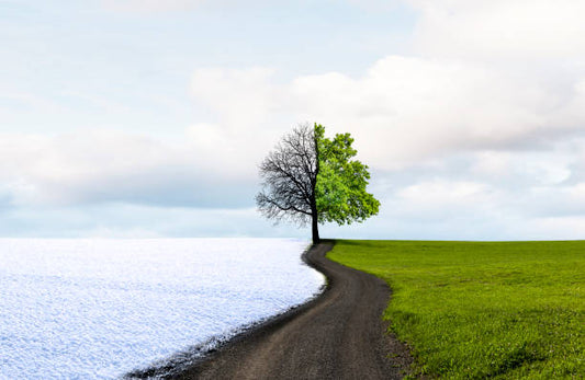From Desert to Park: How Climate Shapes Pet Wellness