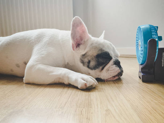 How to Create a Cool & Comfortable Indoor Space for Your Pet