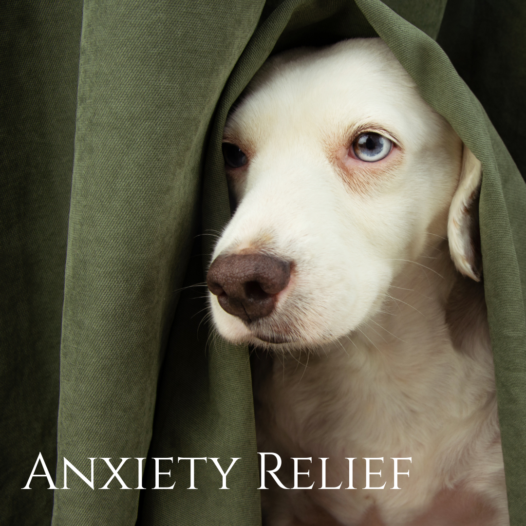Anxiety & Calming Solutions